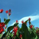 땡큐베리팜 이미지