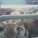 산골한우농장 이미지