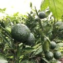 백록농장 이미지