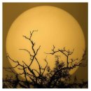 장안신화닭 | 중국 당나라 시선 태백( 太白) 이백