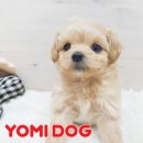 댕댕애견 이미지