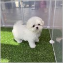 광주 애견무료입양 보호소 & 애견호텔 | 광주강아지분양 포메라니안 입양 전과 후 경험후기