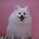 라미펫살롱 이미지