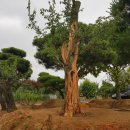 사리농장 이미지