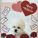 모여라댕댕이 이미지