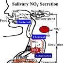 침과 산화질소 이미지