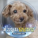 활기찬동물병원 | 16살 강아지 담낭 점액종 담낭 파열 수술 후기! 안산 동물병원