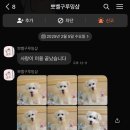 뽀벨그루밍 이미지