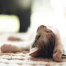 마타타비 이미지