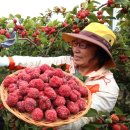 지리산꾸지뽕농장 이미지