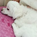 화랑동물병원 이미지