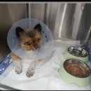 송 동물의료센터 이미지