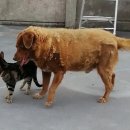 보비동물병원 이미지