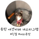개스타그램 이미지