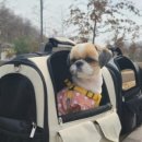 라이브펫 이미지