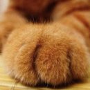 고양이발 이미지