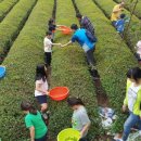 다도농장 이미지