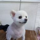 펫스탑 이미지