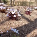 강원도립화목원 이미지