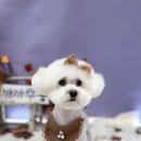 까까뿌숑 이미지