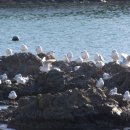 부산갈매기 이미지