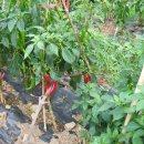 풍성한농장 이미지