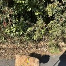 바비펫살롱 이미지