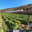 지행염소탕 이미지