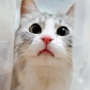 득템봉다리 네이버블로그
