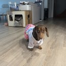 귀여운강아지 | 내가 한복 입은 닥스훈트다! 댕 귀여운 다이소 강아지 한복 후기