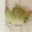 밍즈