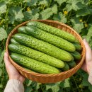 # [초간단 레시피] 아삭함이 톡톡! 요즘 대세 ‘홍진경 오이김밥’ 직접 만들어본 솔직 후기...