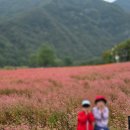 메밀꽃유치원 | 강원도 영월 동강 붉은메밀꽃 축제 살짝 흐린날 주차와 체험, 판매부스 사진 영상 후기