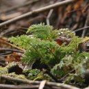 내린천의 봄 이미지