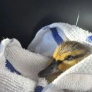 오리와사람들 이미지