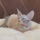 도그마루 동물병원 이미지