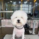 야옹아 멍멍해봐(봉명동) 네이버블로그