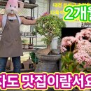 염자 대품 분갈이 그리고 현재...꽃염자(염좌) 이미지