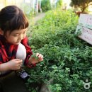 원주허브팜식물박물관 이미지