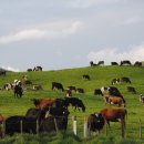 대안축산 이미지