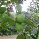 황재농장 이미지