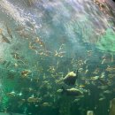 웅진플레이도시 | 부천에도 아쿠아리움이 있다. 아는 사람만 아는 명소![웅진플레이도시 아쿠아리움 후기]