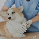 댕큐 애견유치원, 애견호텔 이미지