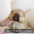 퍼피포피 이미지