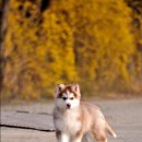 안녕하세요 팝칼럼니스트 김진입니다 ^^ 잘부탁해요 이미지