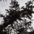 양지편길 이미지