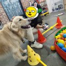 해피독 트레이닝스쿨 이미지