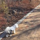 보라매 2호(어린이놀이터) | [신대방]서울 애견동반 산책 추천 보라매공원 반려견놀이터 있는 공원