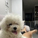 행복하개 애견샵 이미지