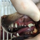 분당 아마존 동물병원 이미지